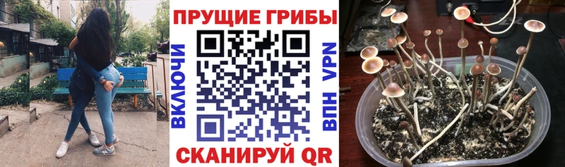 Галлюциногенные грибы Psilocybine cubensis  где купить наркоту  Каменка 